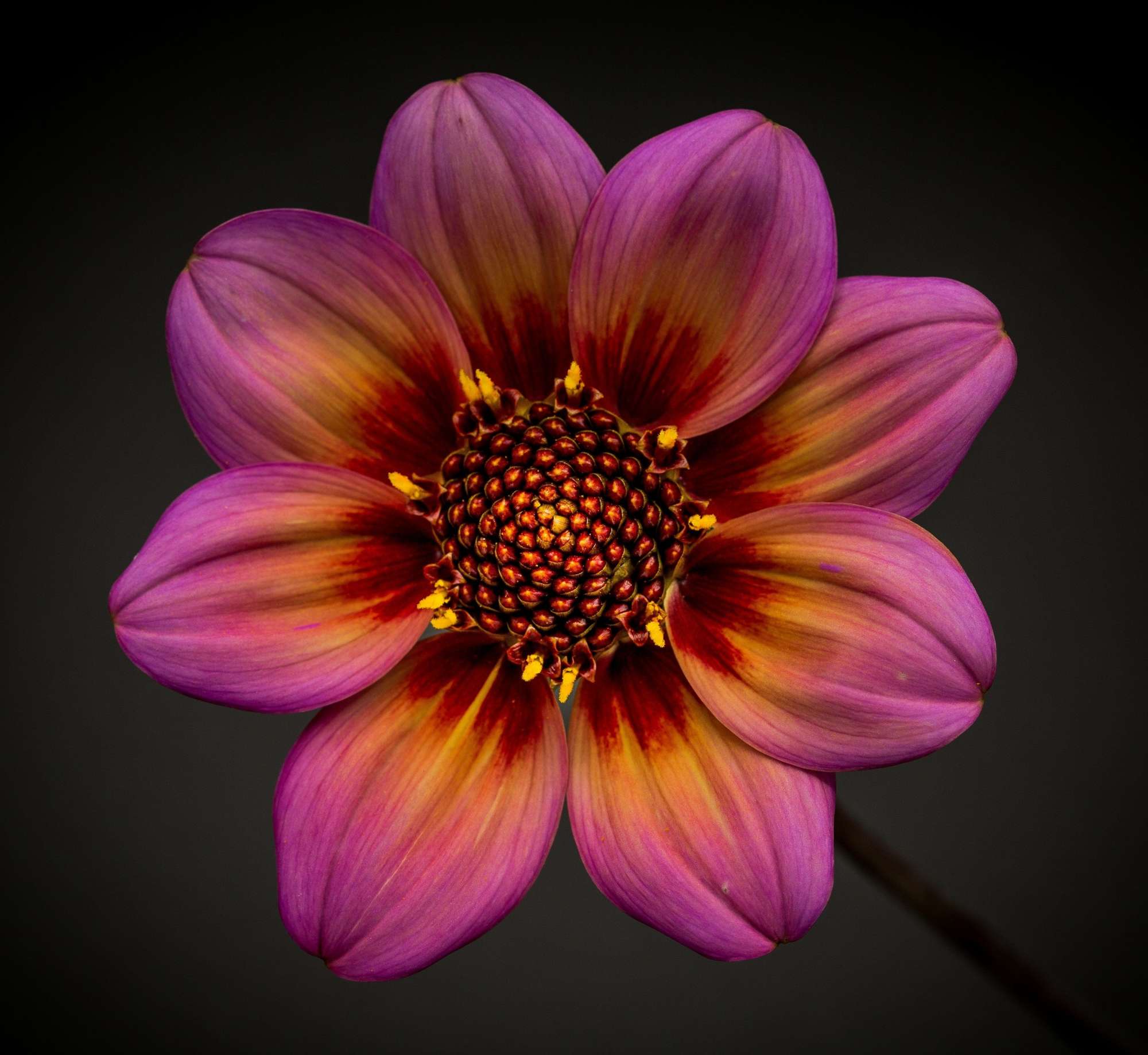 Dahlia 'Dahlegria Tricolore'